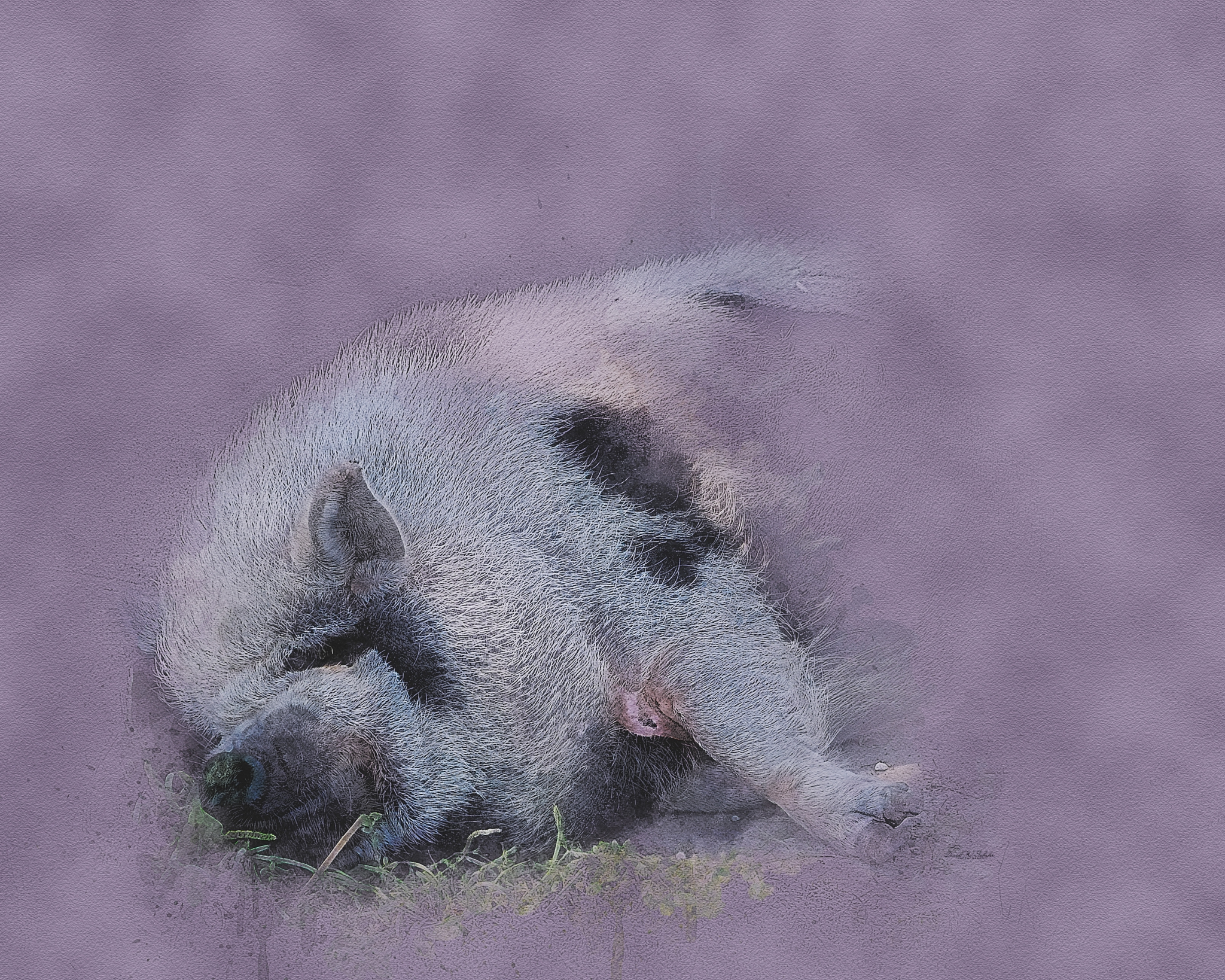 Click here to view Pot-bellied Lavender Lullaby by David W Schafer