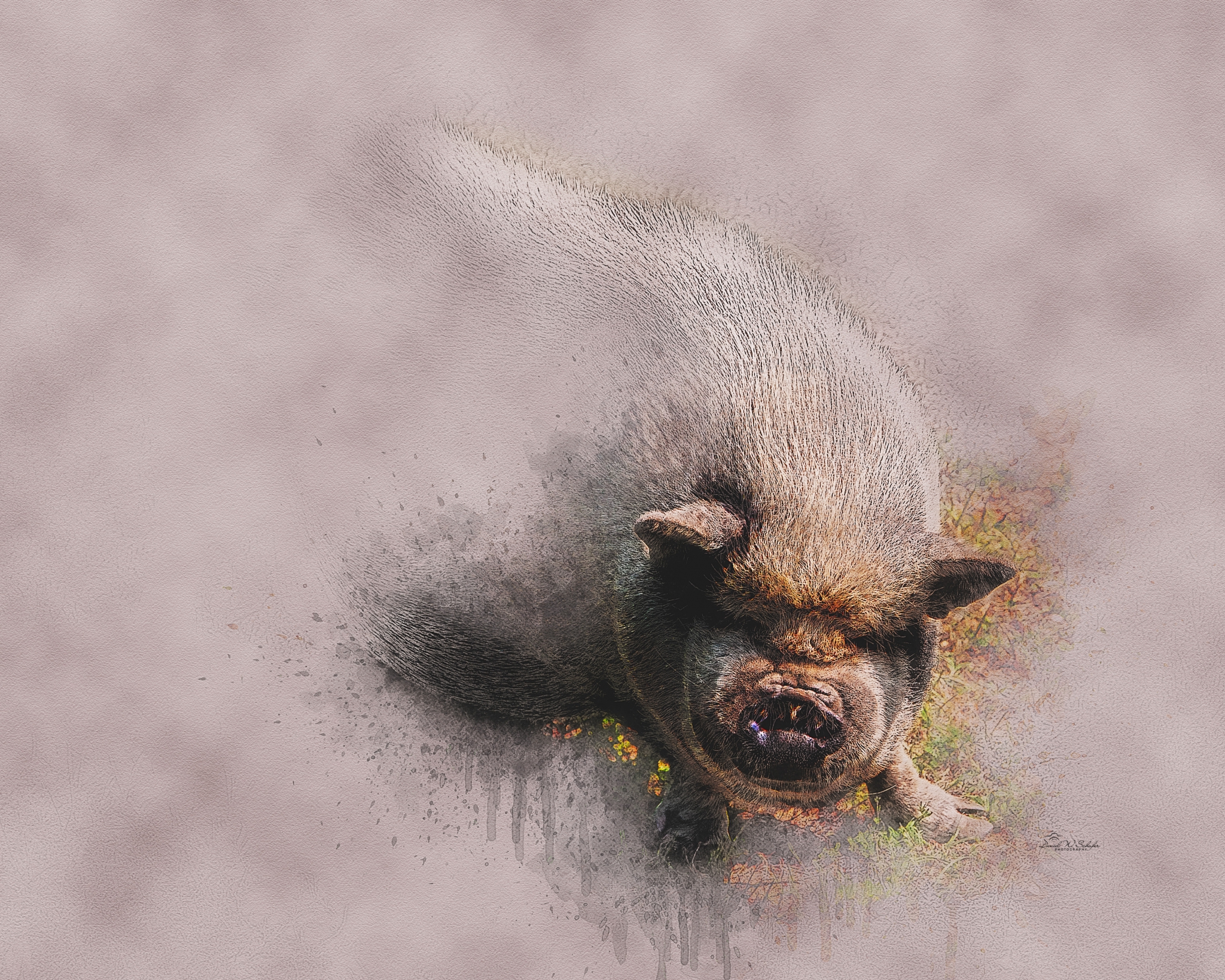 Portly Porky Pose by David W Schafer