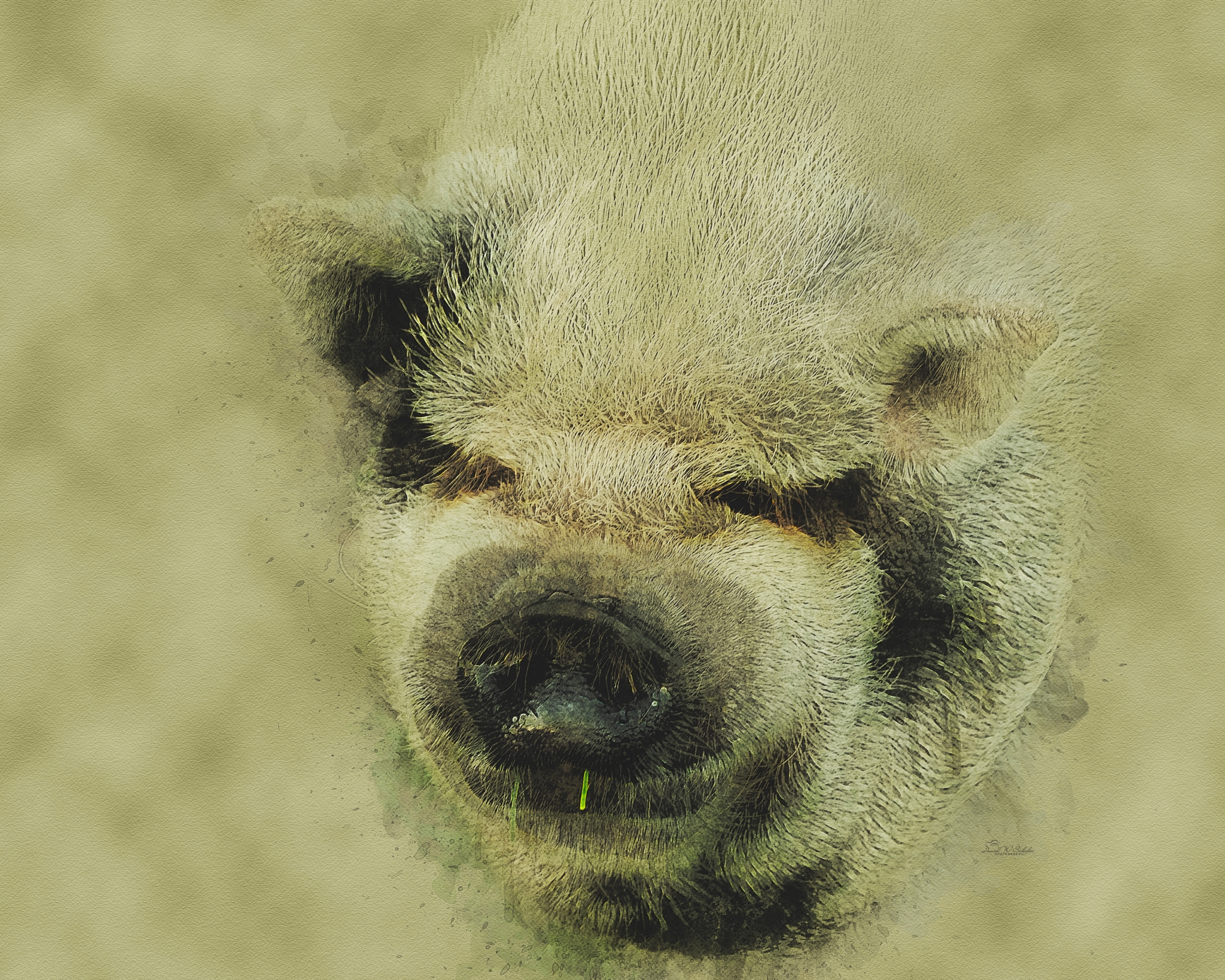 Soft-Snout Daydreams by David W Schafer