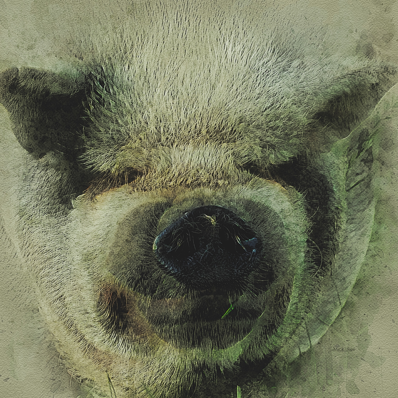 Ponderous Piggy Portrait by David W Schafer