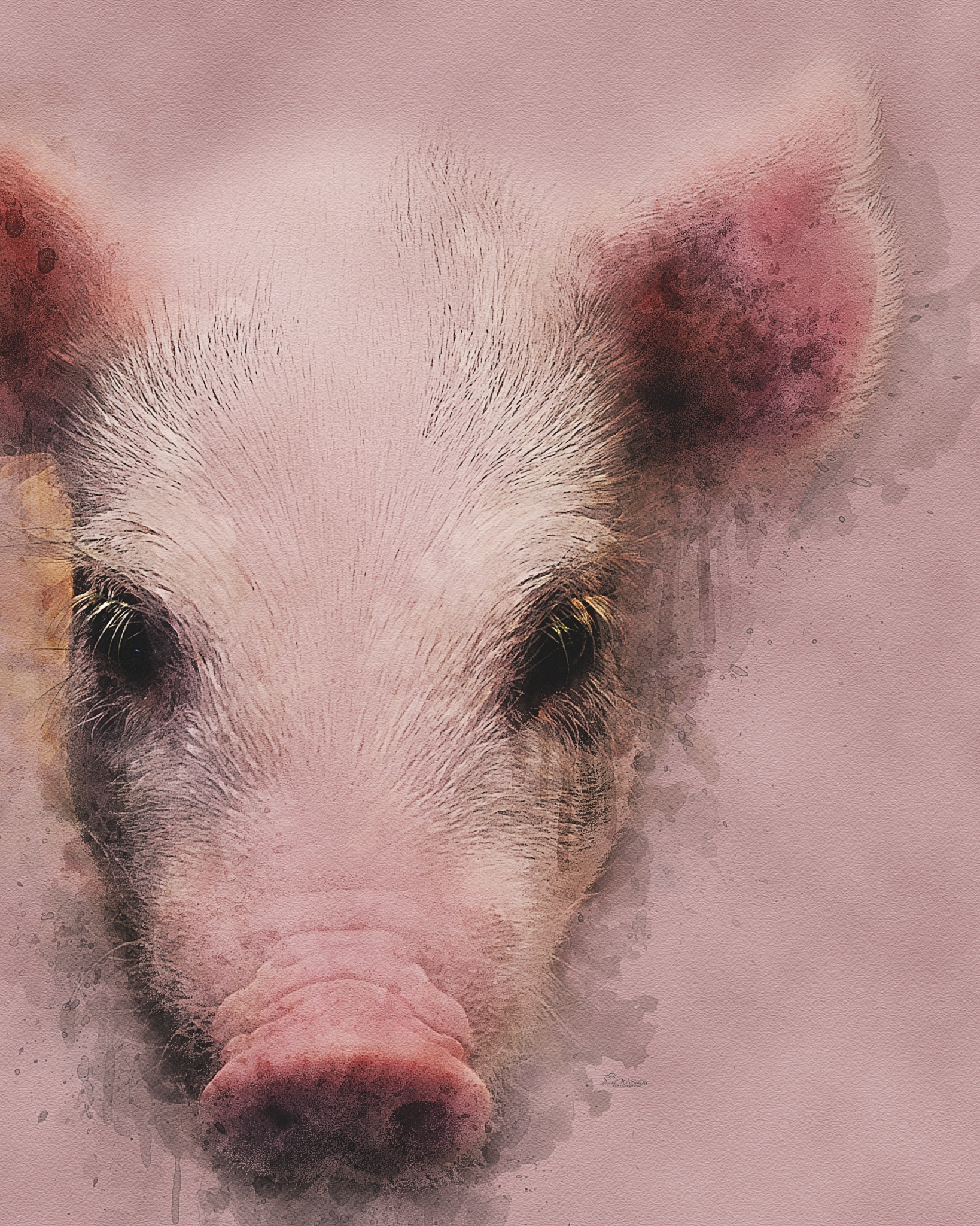 Snuggly Snout Moments by David W Schafer