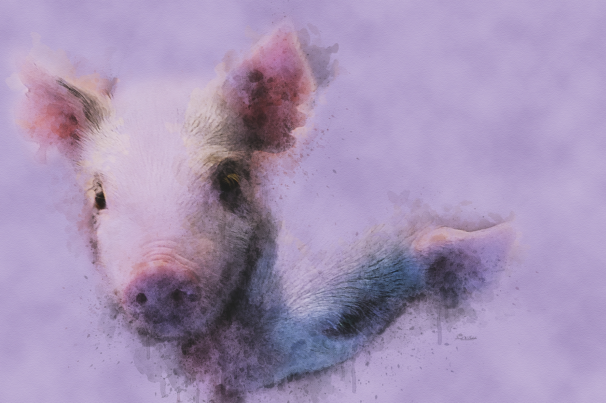 Click here to view Piggy Pair in Pastel by David W Schafer