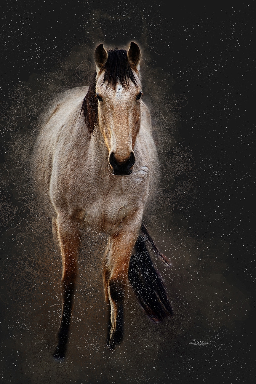 Buckskin Beauty by David W Schafer