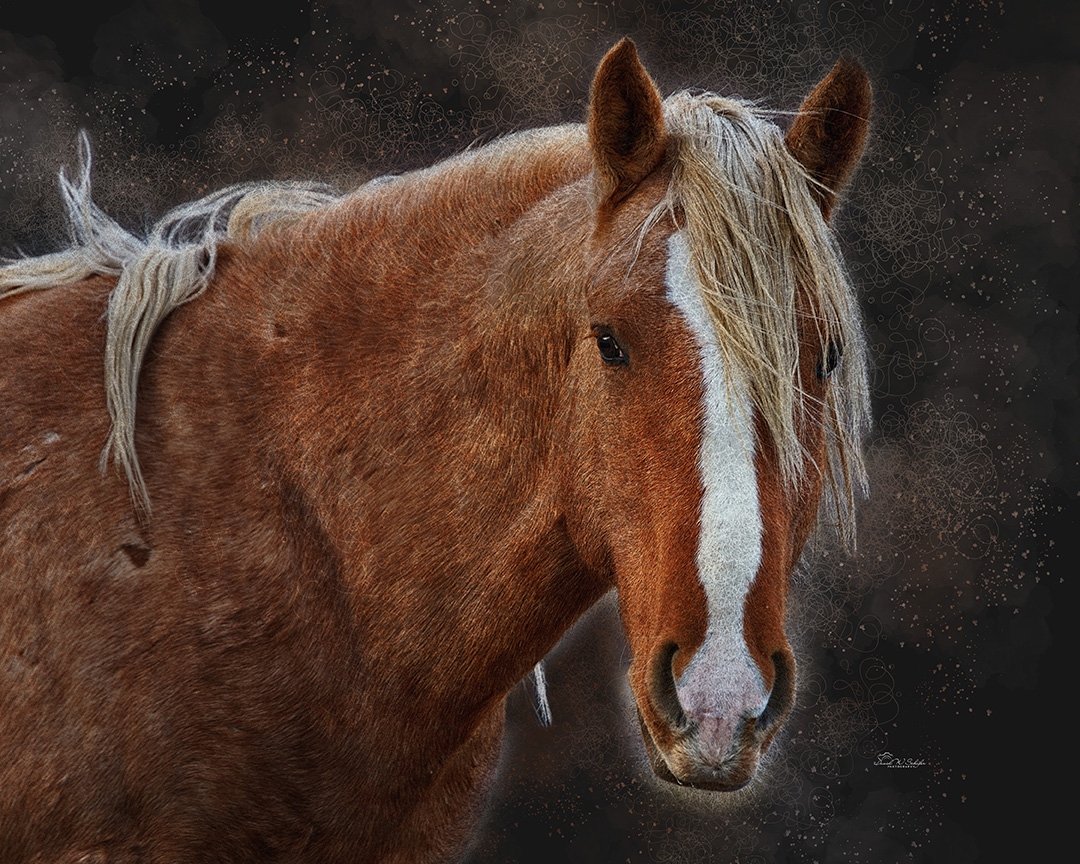 Portrait of a Palomino by David W Schafer