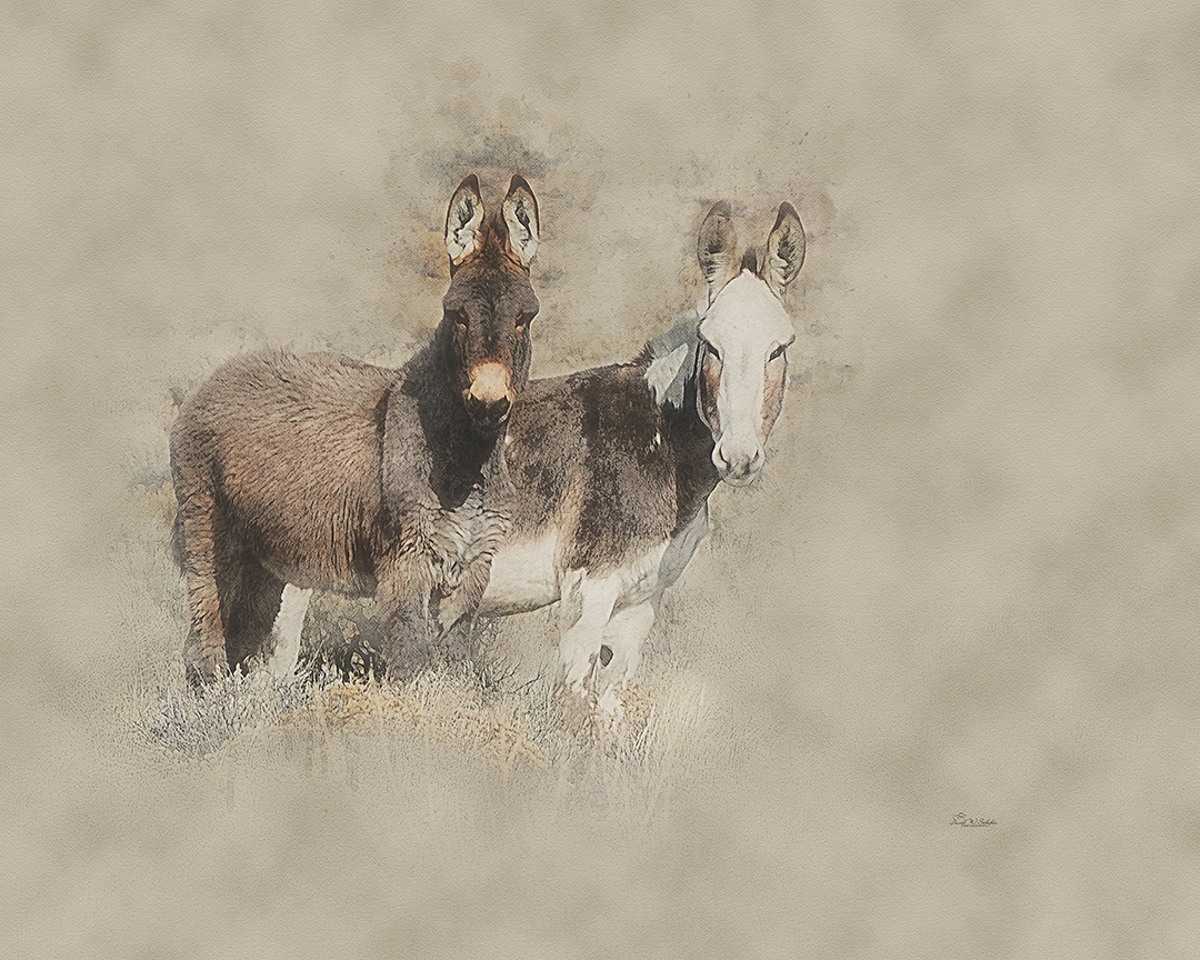 Ethereal Companions by David W Schafer