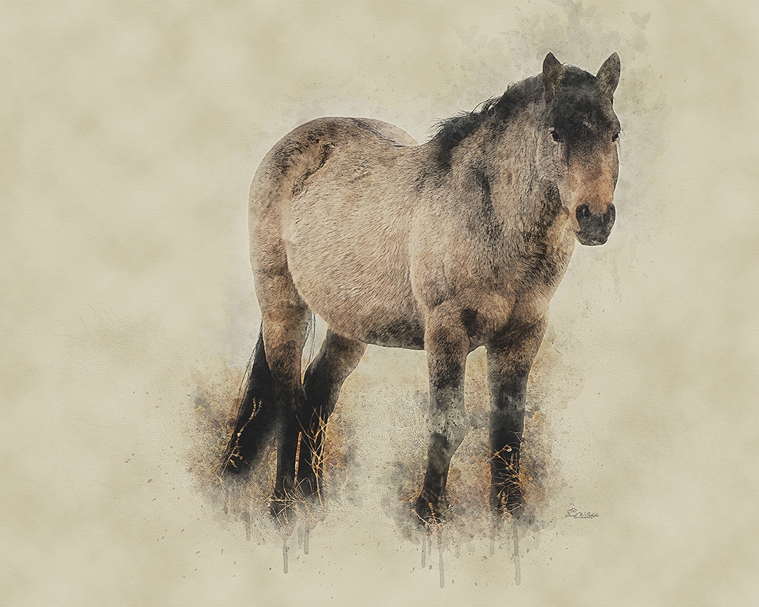 Click here to view Sturdy Buckskin Stallion by David W Schafer
