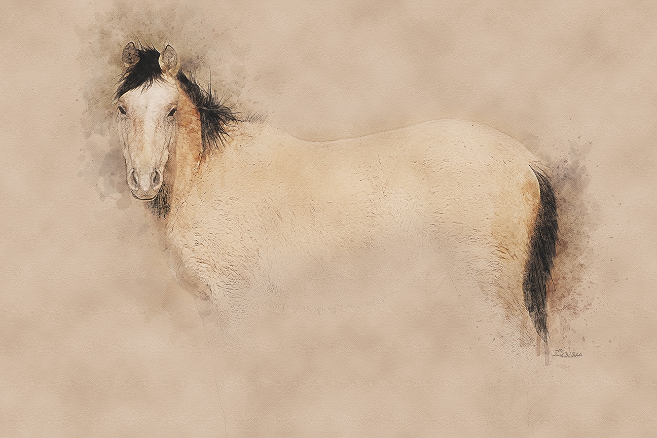 Click here to view Creamy Steed by David W Schafer