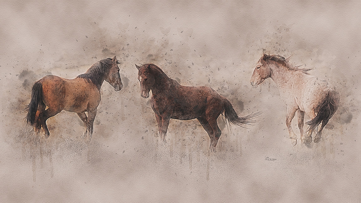 Equine Ballet by David W Schafer