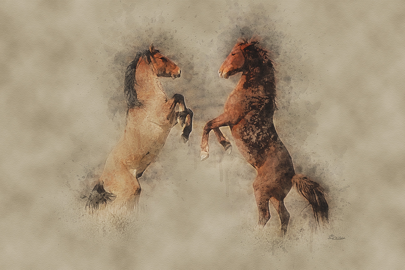 Heart of a Stallion by David W Schafer