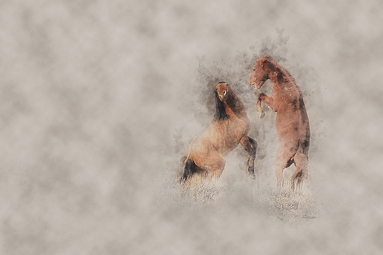 Stallion Skirmish by David W Schafer