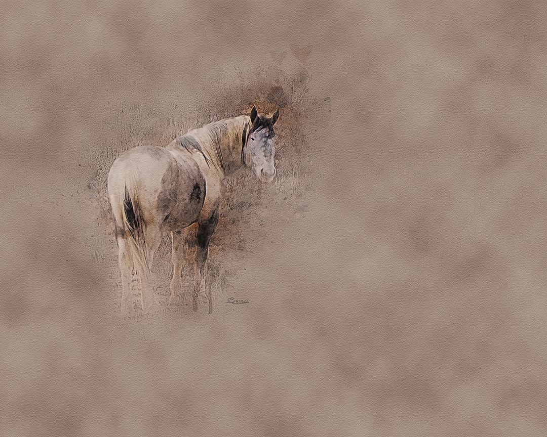 Painted Pony by David W Schafer