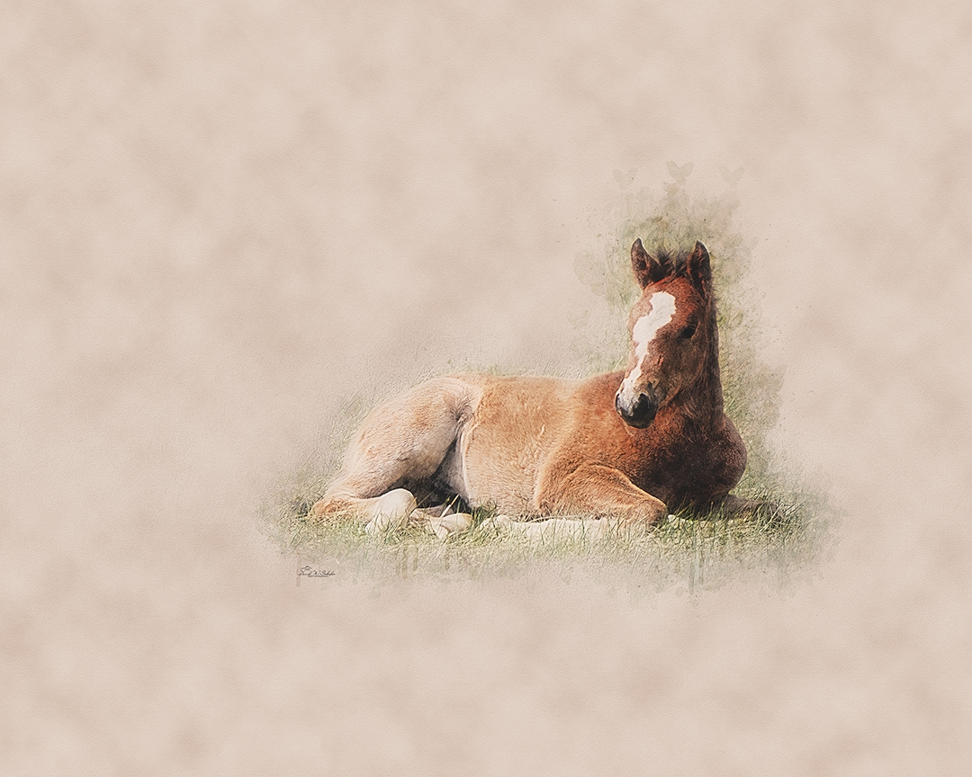 A Foal's Repose by David W Schafer