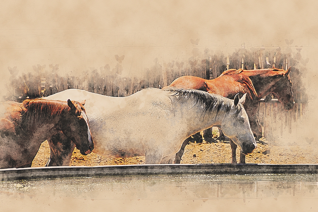 Equine Siesta by David W Schafer
