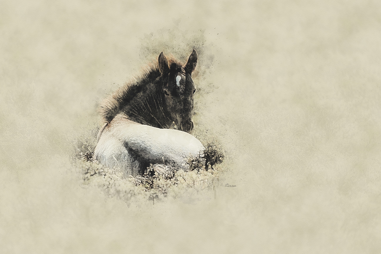 Relaxing Foal by David W Schafer