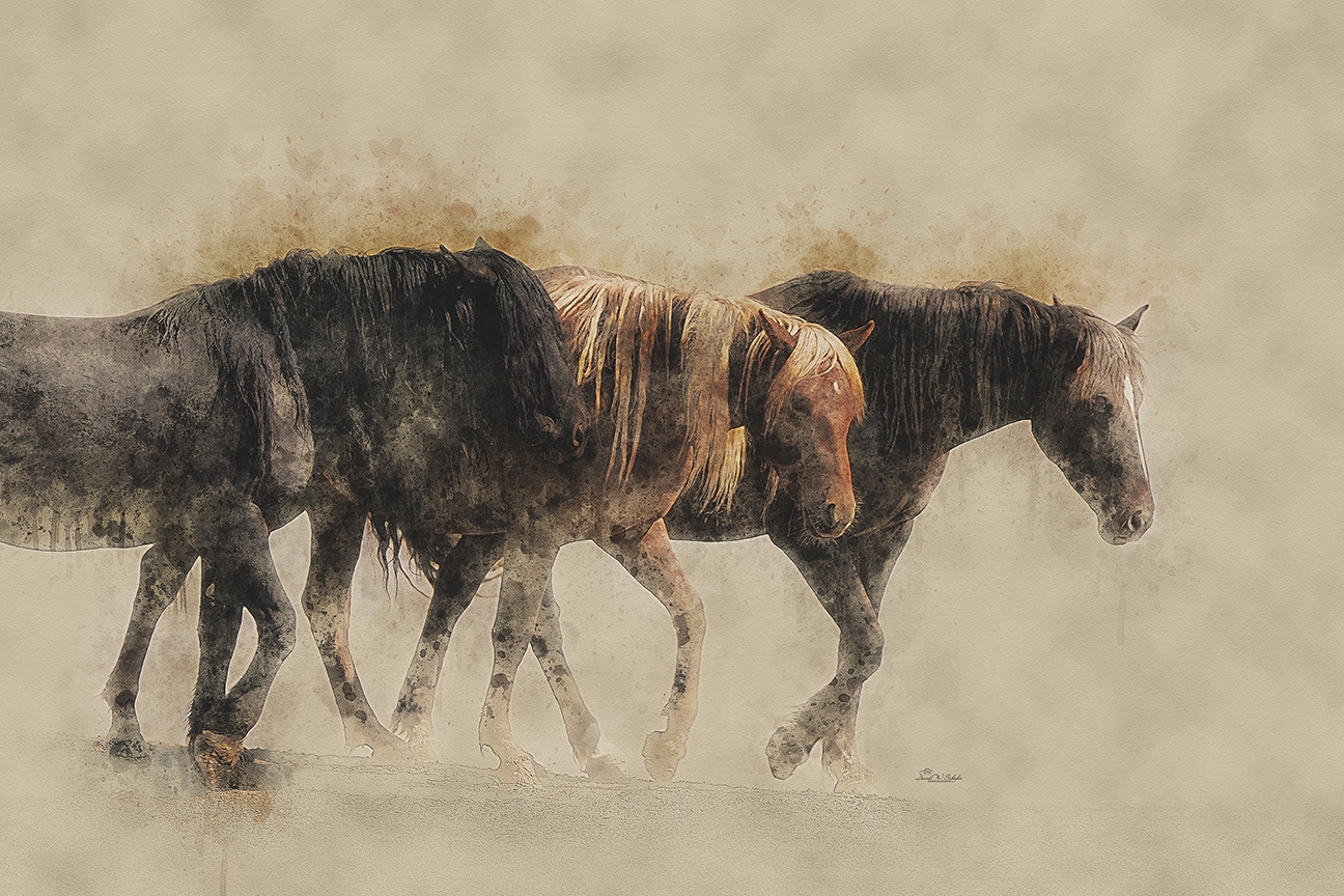 Click here to view Equine Trio Tranquility by David W Schafer