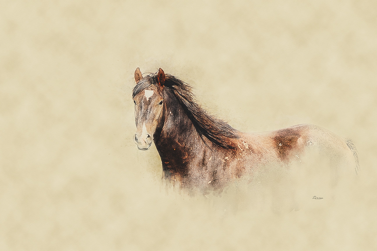 Click here to view Sorrel Serenity by David W Schafer