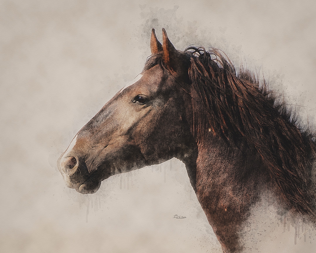Portrait of a Sorrel by David W Schafer