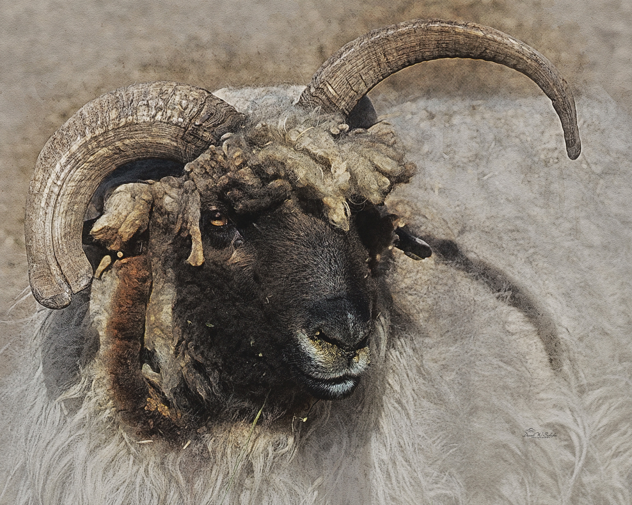 Churro Ram by David W Schafer