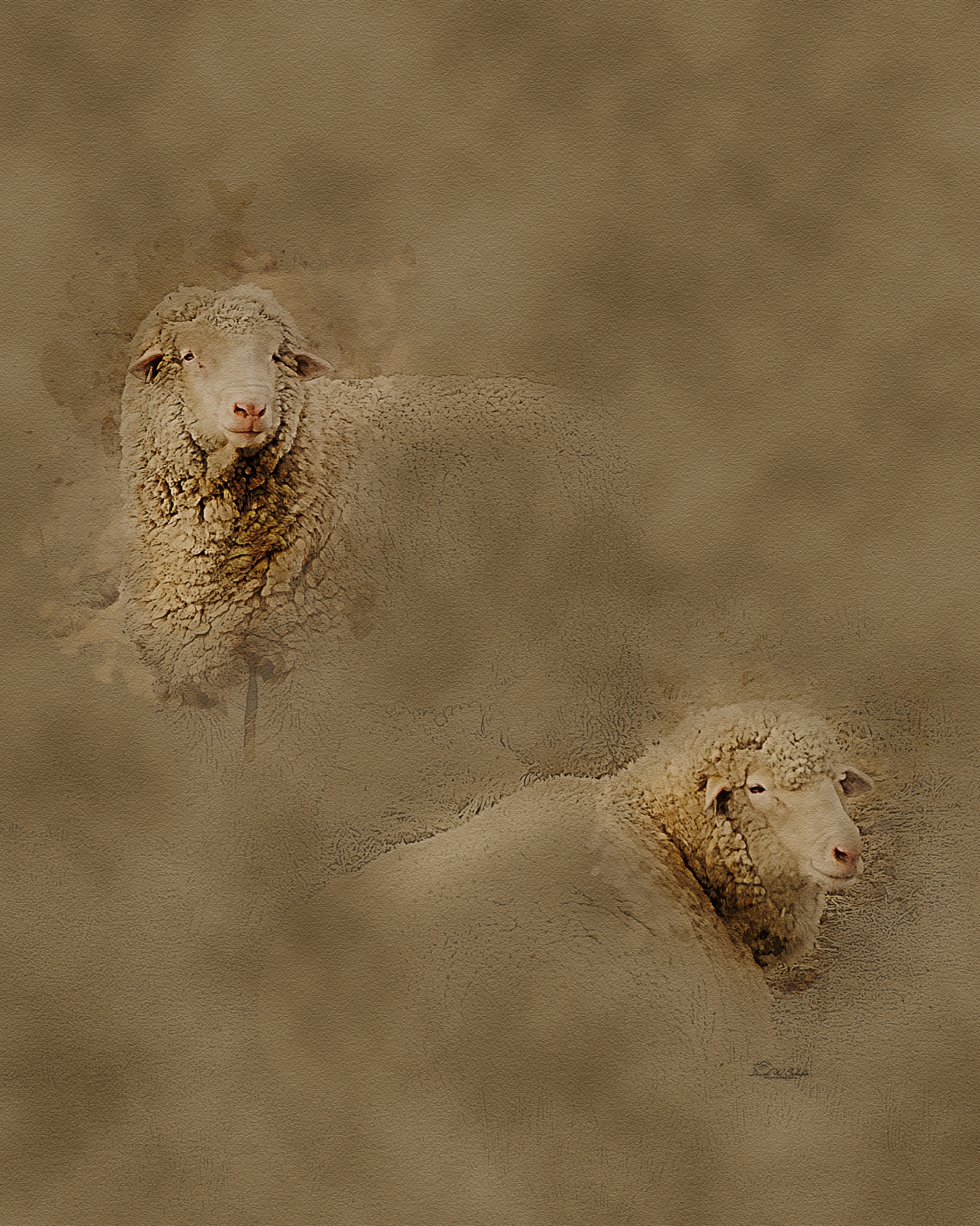 Rural Ram Repose by David W Schafer