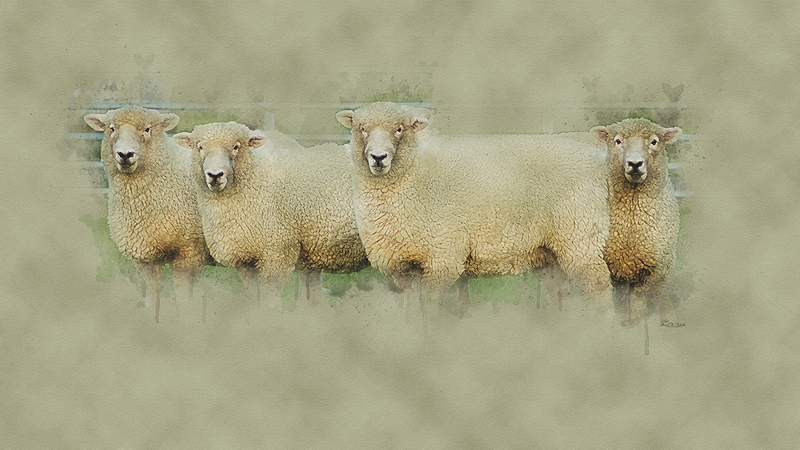 Click here to view Wooly Zen Quartet by David W Schafer