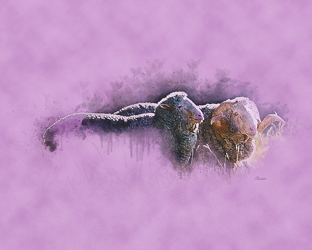 Merinos in Mauve by David W Schafer
