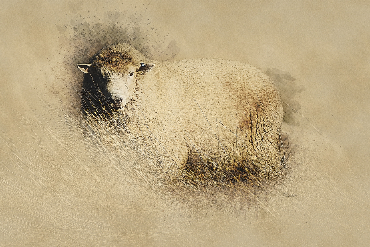 Click here to view Romney Ram Reverie by David W Schafer