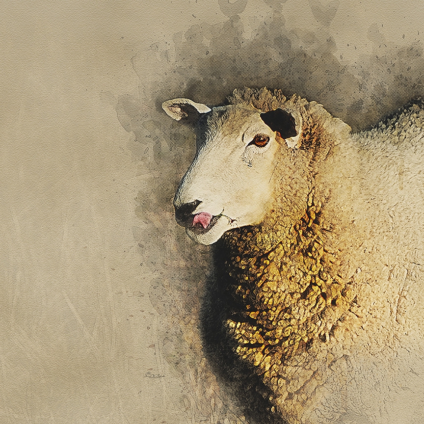 Ewe Look Delicious by David W Schafer
