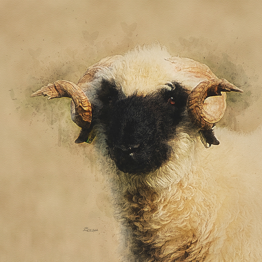 Portrait of a Ram by David W Schafer