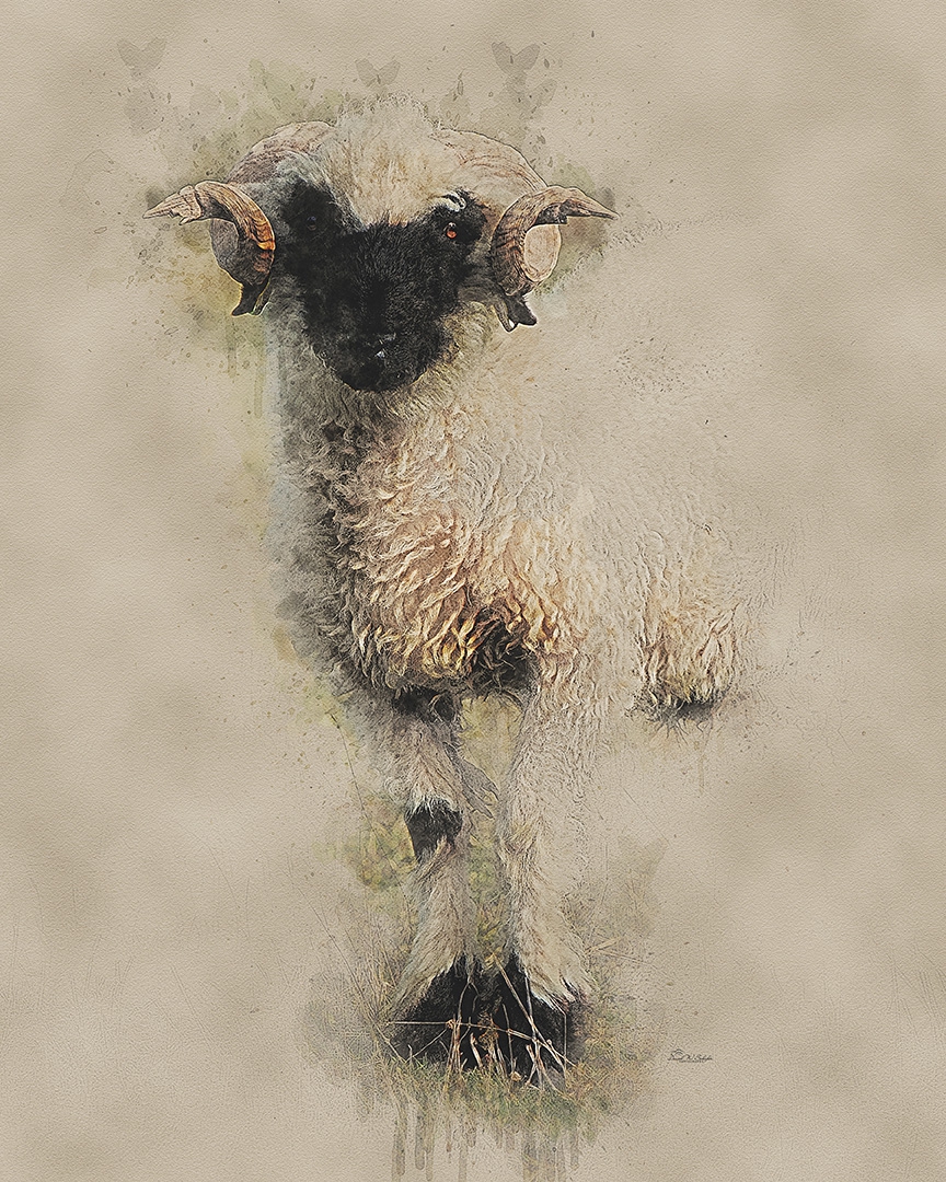 Wooly Wonder by David W Schafer