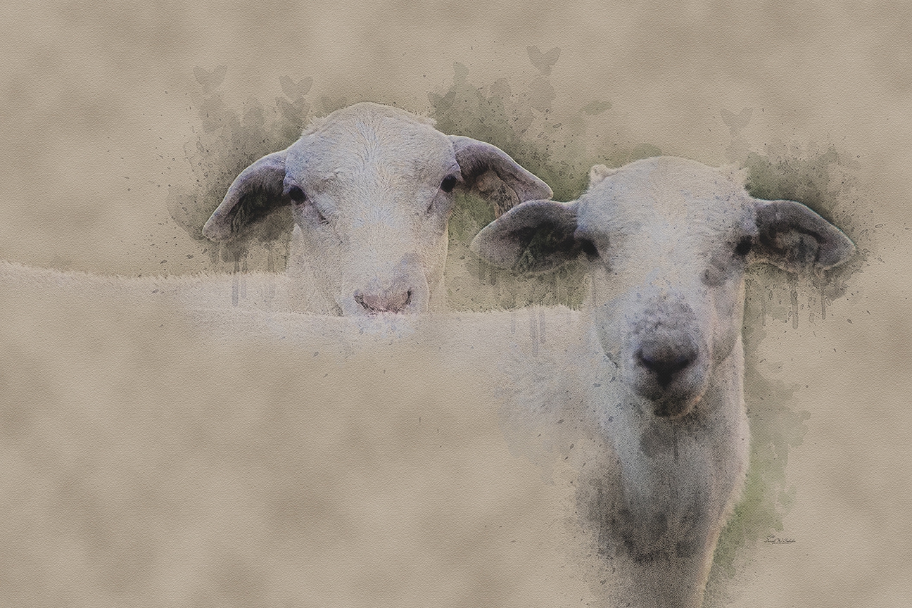 Two of Ewe by David W Schafer