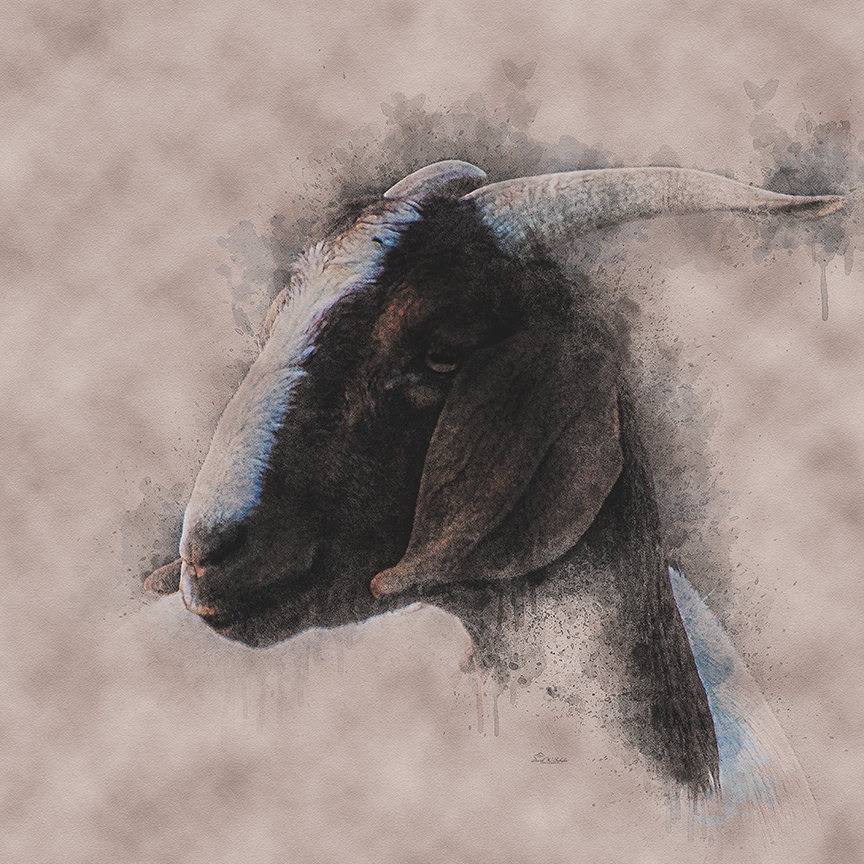 Rustic Gazing Goat by David W Schafer