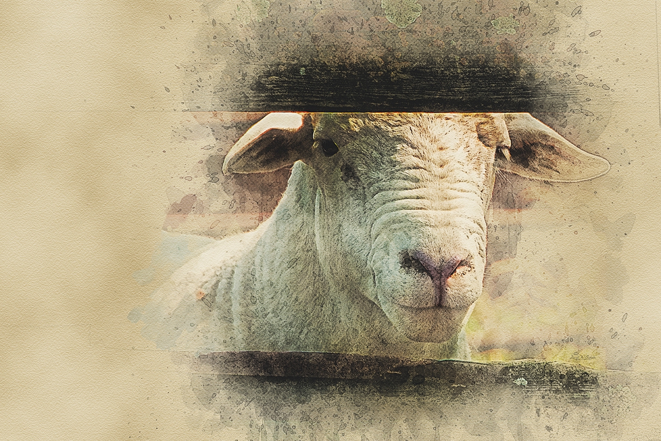 Rustic Ram Gaze by David W Schafer