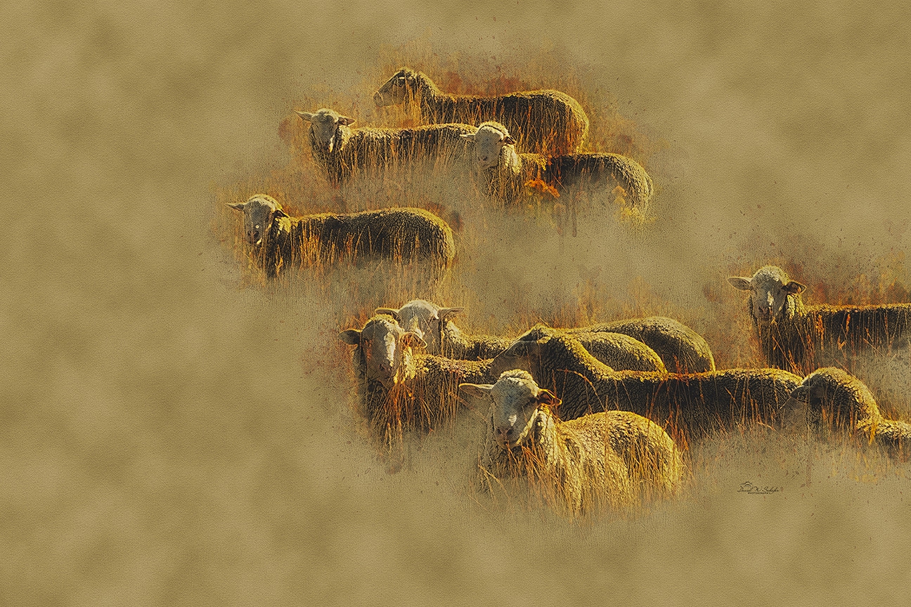 Ewes Bathed in Golden Light by David W Schafer