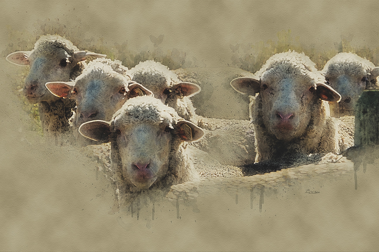 Ewe-nique Moments in Earthy Tones by David W Schafer