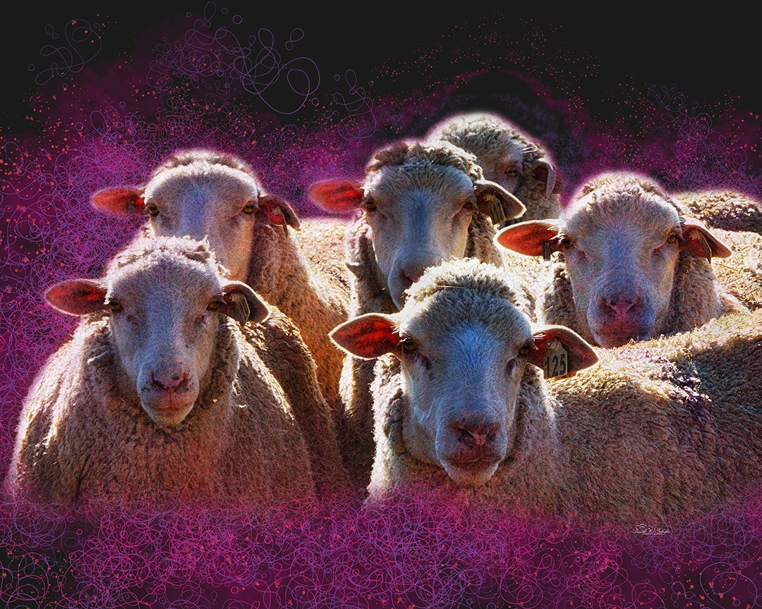 Ethereal Ewes by David W Schafer