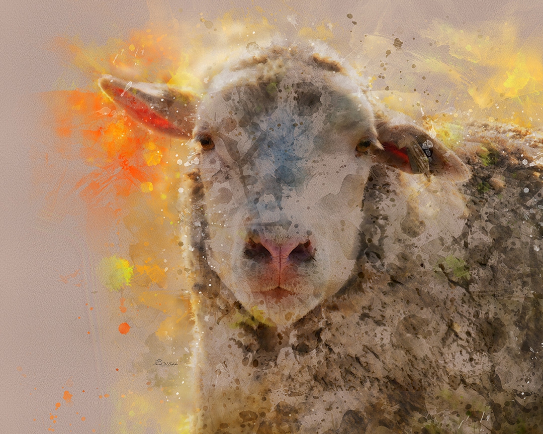 Impressionistic Ewe by David W Schafer