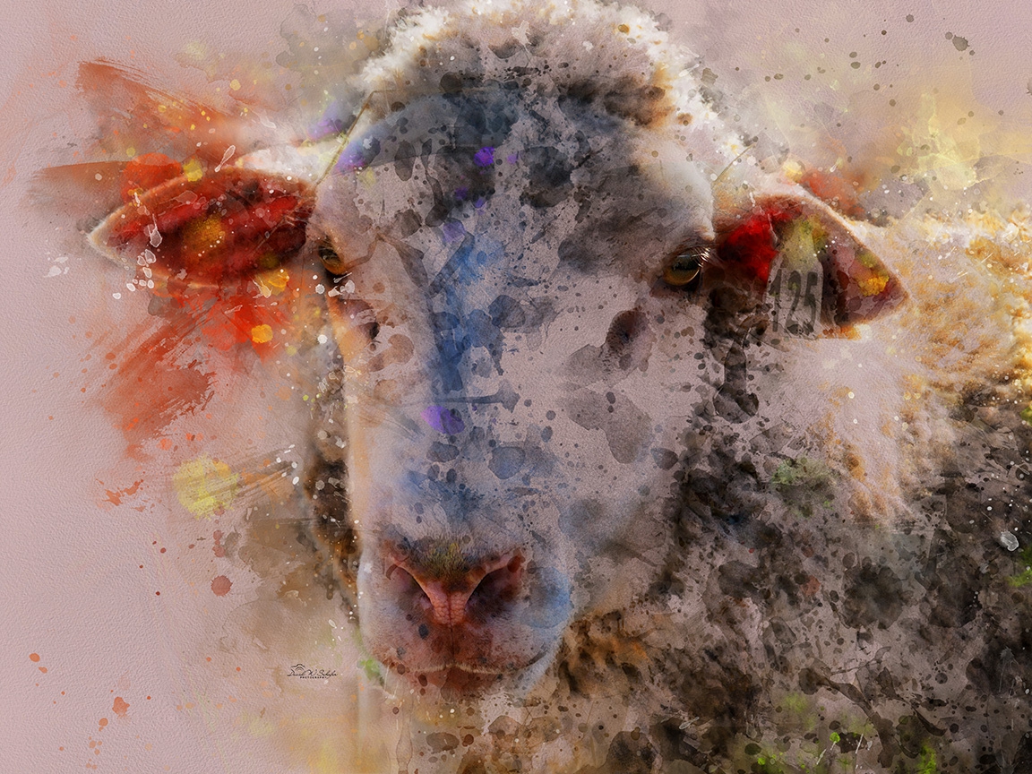 Click here to view Ethereal Essence in Ewe's Gaze by David W Schafer
