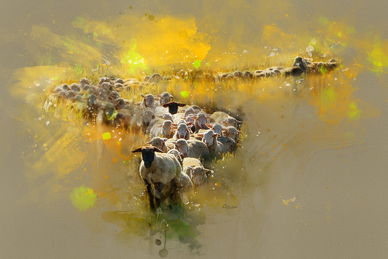 Leading Ewe by David W Schafer