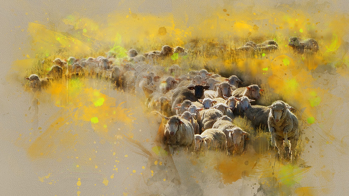 Emerging Ewes by David W Schafer