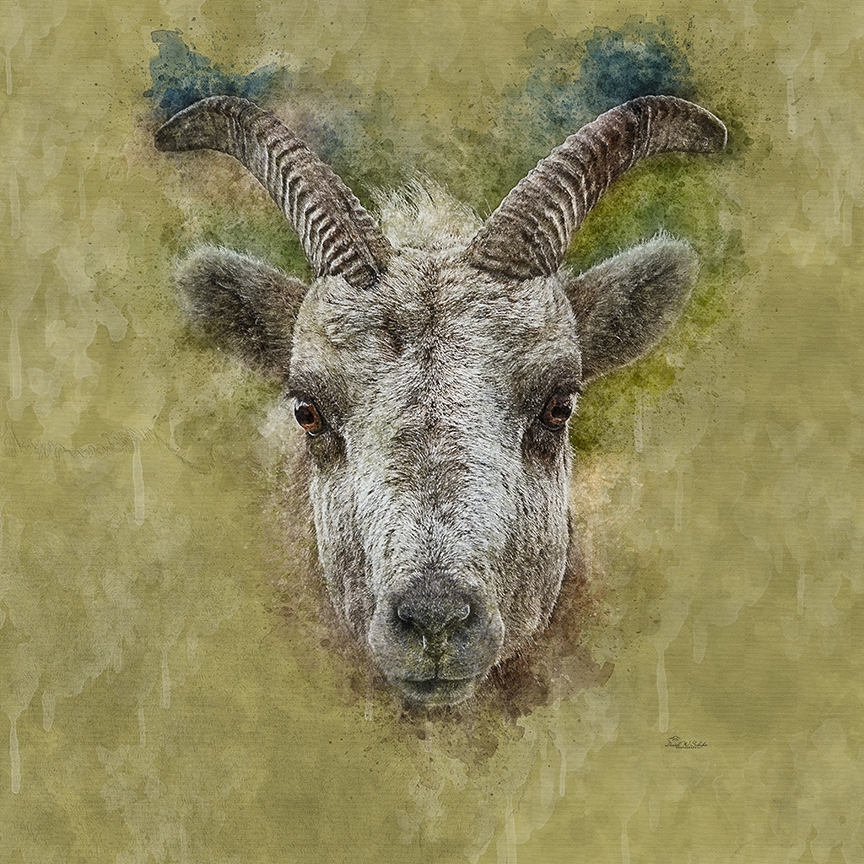Click here to view Bold Bighorn by David W Schafer