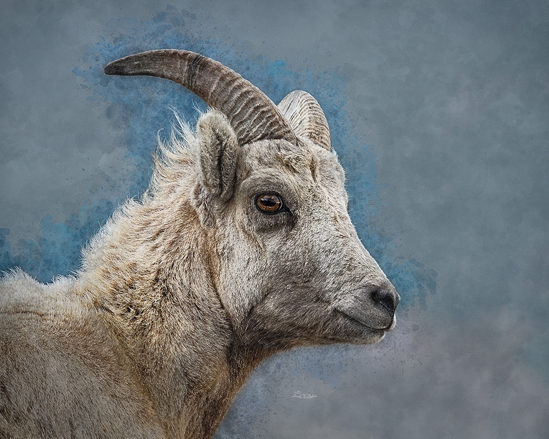 Click here to view Young Bighorn Ewe by David W Schafer