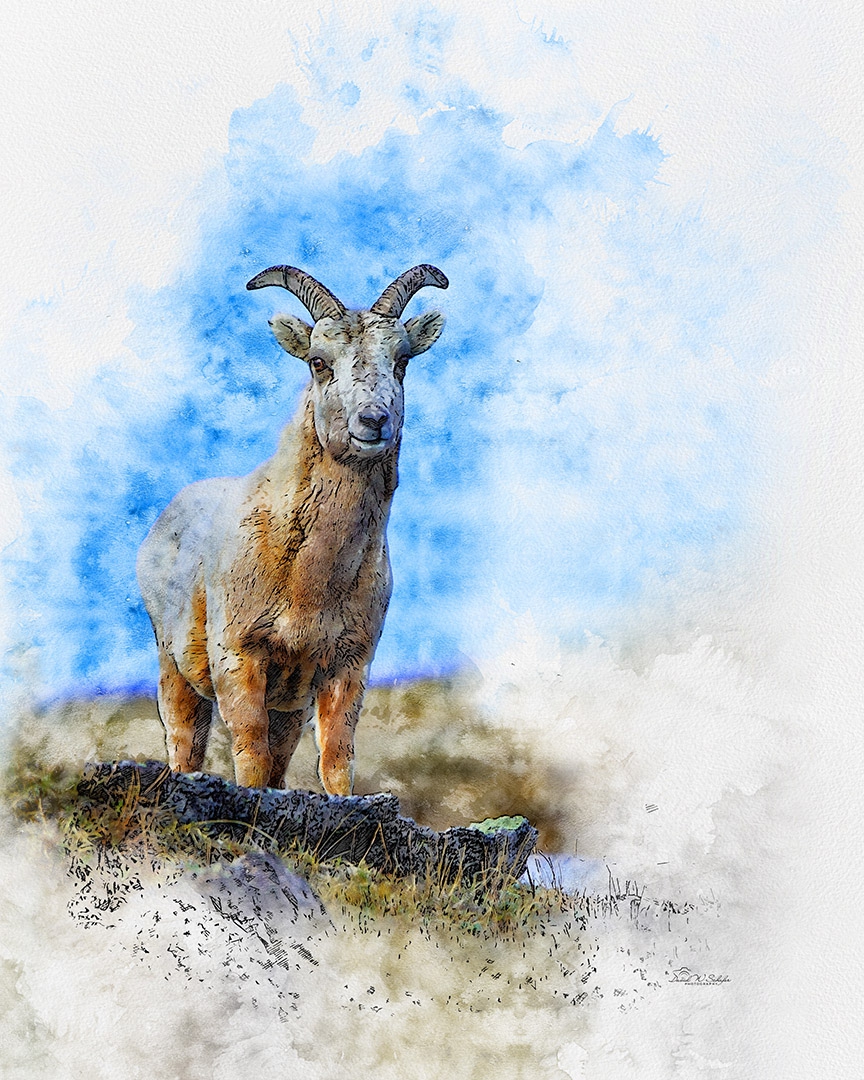 Click here to view Baa-rillance Amidst Blue by David W Schafer