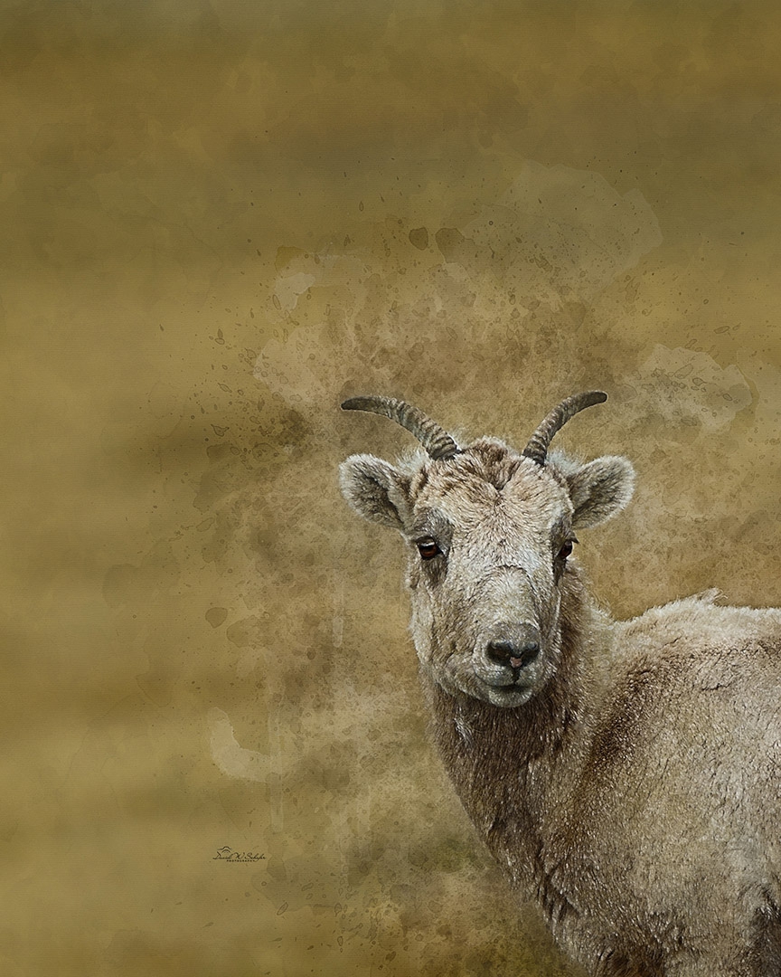 Young Bighorn's Serene Portrait by David W Schafer
