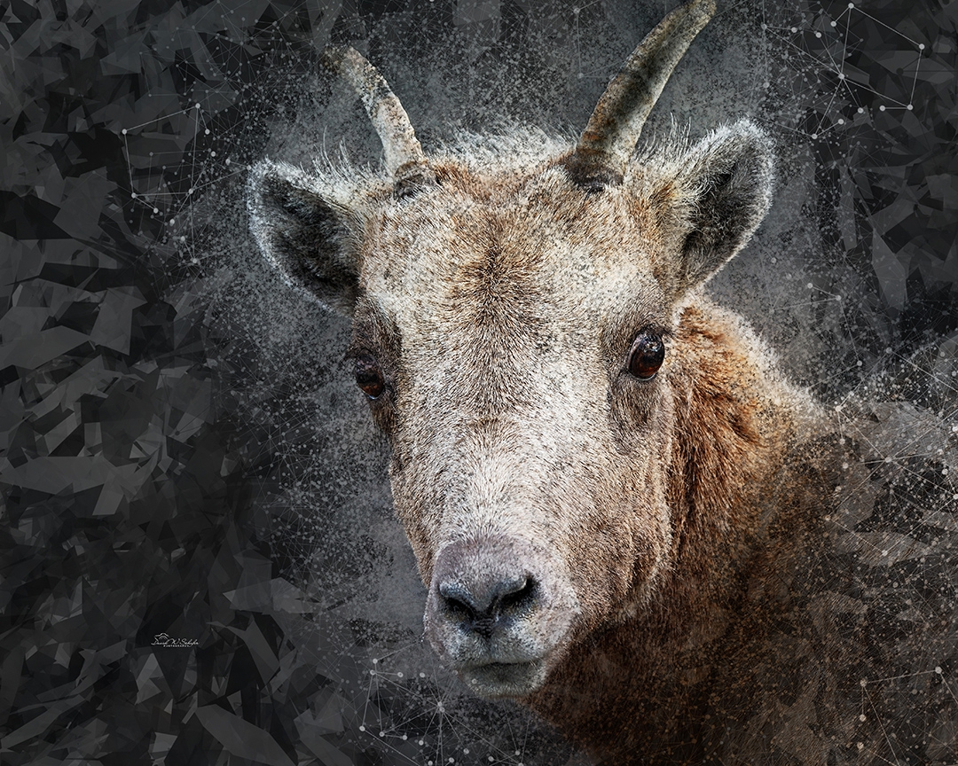 Big-Eyed Bighorn Ewe by David W Schafer