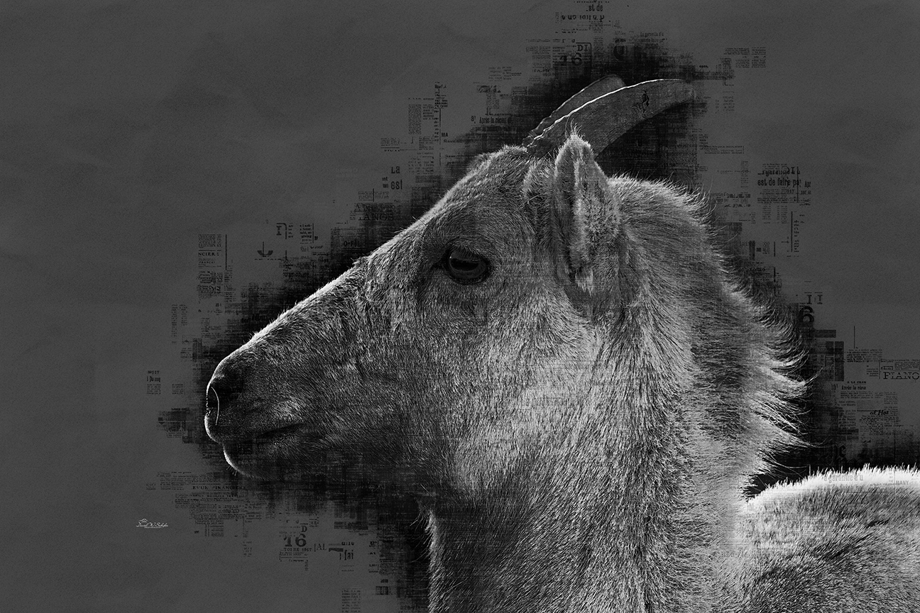 Click here to view Bighorn M-ewe-sings by David W Schafer