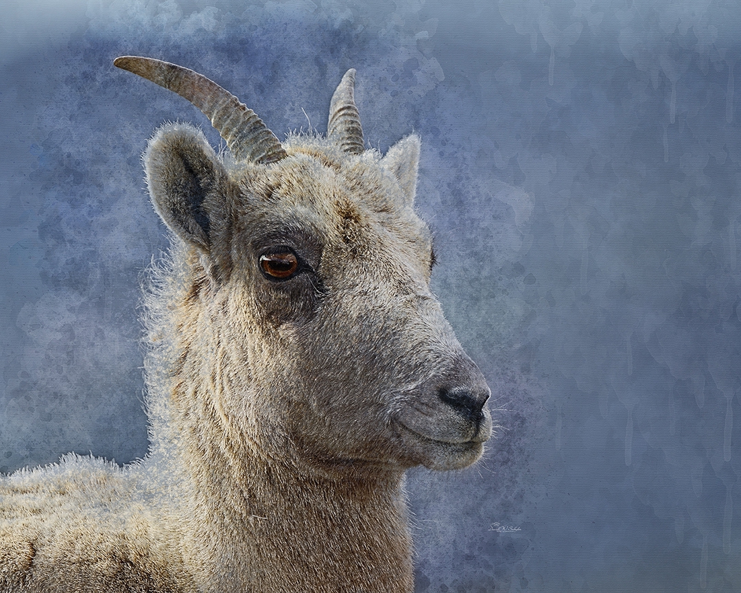 Click here to view Ewethful Bighorn by David W Schafer
