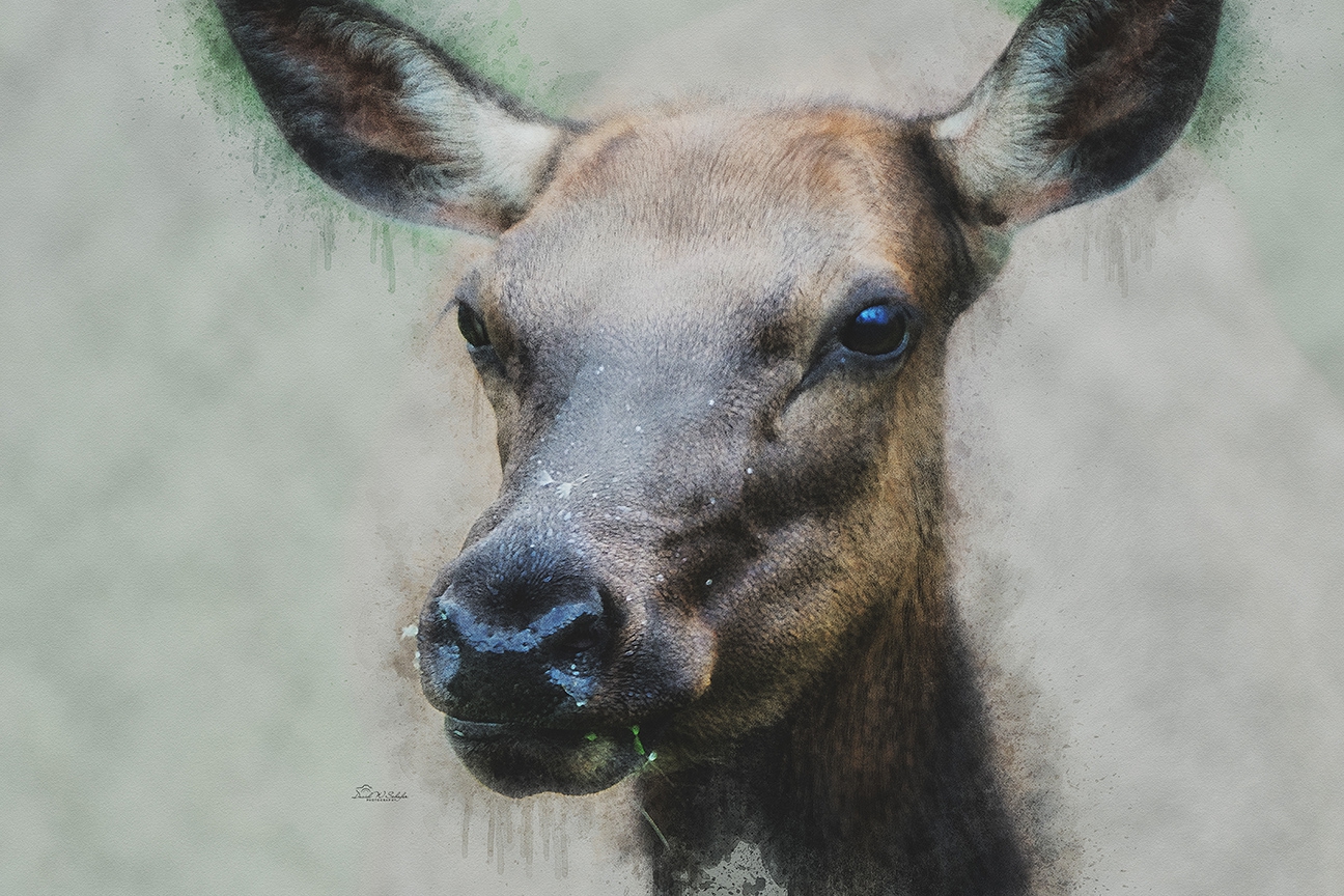 Click here to view Nose to Nose with Nature by David W Schafer