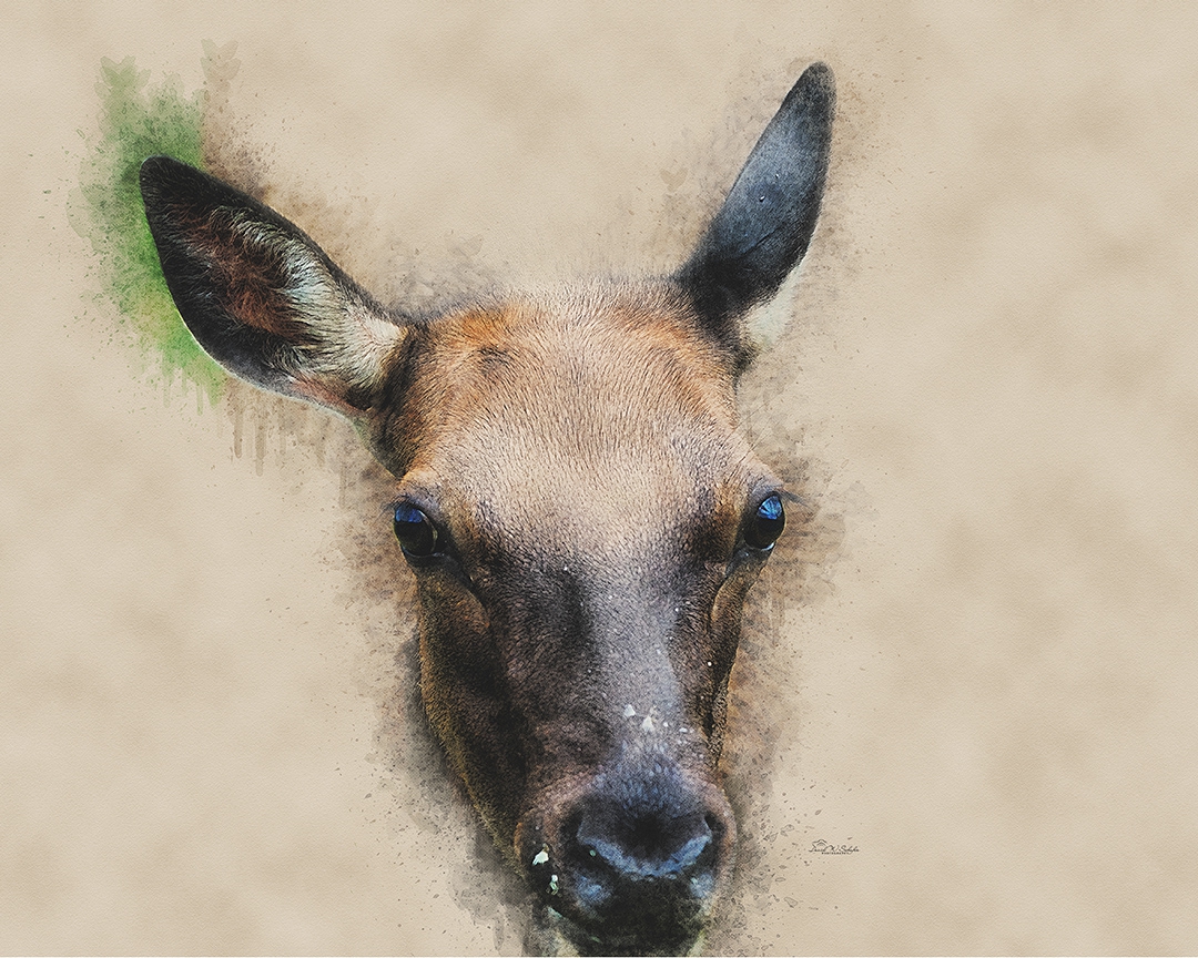 Wide-Eyed Wapiti by David W Schafer