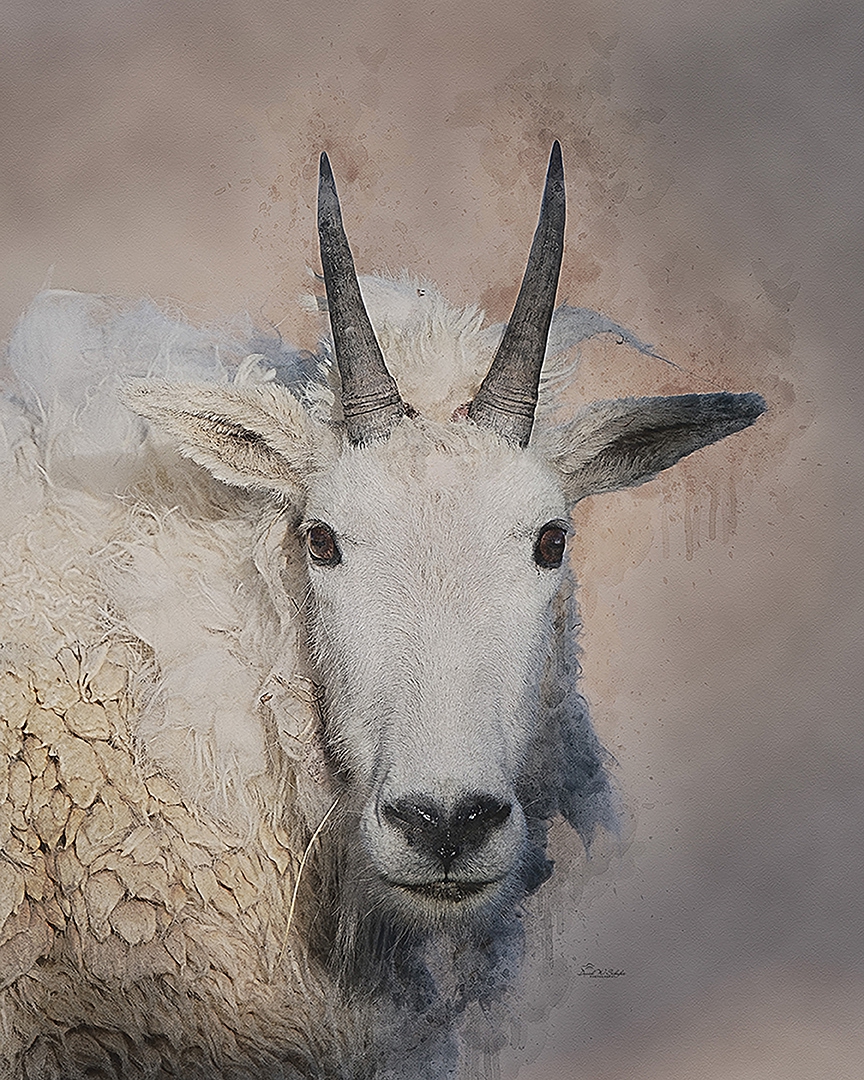 Mountain Goat Gaze by David W Schafer