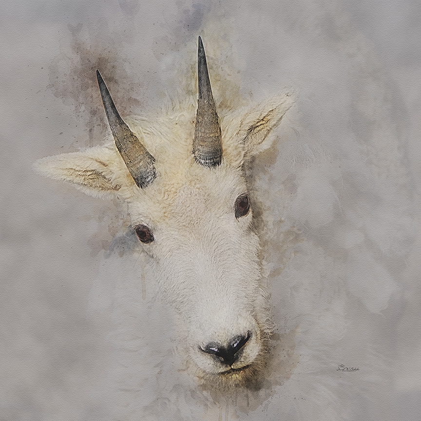 Curious Peaks and Gentle Cheeks by David W Schafer